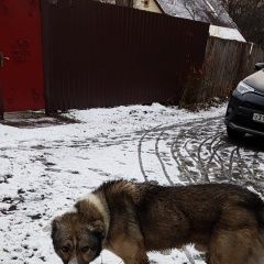 Подробнее об объявлении «Найдена собака кобель Королев» Фото: найдена собака  «Найдена собака кобель Королев» в г. Королев