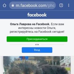 Подробнее об объявлении «Найдена собака молодая овчарка девочка длиношерстная Солнечногорск» Фото: найдена собака  «Найдена собака молодая овчарка девочка...» в г. Солнечногорск