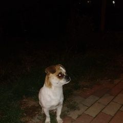 Подробнее об объявлении «Новороссийск Найдена собака кобель» Фото: найдена собака  «Новороссийск Найдена собака кобель» в г. Новороссийск