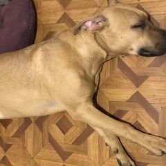 Подробнее об объявлении «Великие Луки Найдена собака амстафф, девочка» Фото: найдена собака Американский стаффордширский терьер «Великие Луки Найдена собака амстафф, девочка» в г. Великие Луки