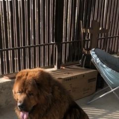 Подробнее об объявлении «Новороссийск Найдена собака» Фото: найдена собака  «Новороссийск Найдена собака» в г. Новороссийск