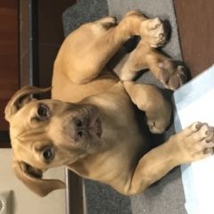 Подробнее об объявлении «Найдена собака Троицк» Фото: найдена собака  «Найдена собака Троицк» в г. Троицк