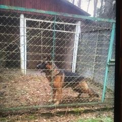 Подробнее об объявлении «Найдена собака кобель Малаховка» Фото: найдена собака Немецкая овчарка «Найдена собака кобель Малаховка» в г. Малаховка