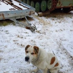 Подробнее об объявлении «Тюмень Найдена собака кобель ищу своих мампап» Фото: найдена собака Среднеазиатская овчарка «Тюмень Найдена собака кобель ищу своих мампап» в г. Тюмень