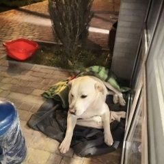 Подробнее об объявлении «Анапа Найдена собака кобель прибился мальчик, кострирован, знает ко» Фото: найдена собака Лабрадор ретривер «Анапа Найдена собака кобель прибился мальчик,...» в г. Анапа