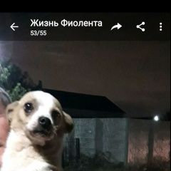 Подробнее об объявлении «Найдена собака Севастополь» Фото: найдена собака  «Найдена собака Севастополь» в г. Севастополь