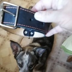 Подробнее об объявлении «Найдена собака кобель ищем хозяина Москва» Фото: найдена собака  «Найдена собака кобель ищем хозяина Москва» в г. Москва