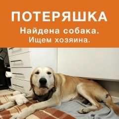 Подробнее об объявлении «Найдена собака кобель русская гончая (выжлец) Москва» Фото: найдена собака Гончая «Найдена собака кобель русская гончая (выжлец)...» в г. Москва