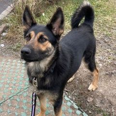 Подробнее об объявлении «Найдена собака девочка, предположительно до года возрас Москва» Фото: найдена собака  «Найдена собака девочка, предположительно до...» в г. Москва