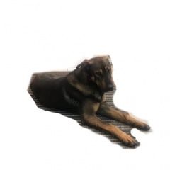 Подробнее об объявлении «Найдена собака замечена собака, метис. Москва» Фото: найдена собака  «Найдена собака замечена собака, метис. Москва» в г. Москва