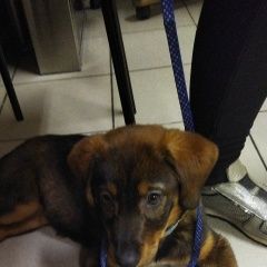 Подробнее об объявлении «Найдена собака кто потерял собачку? Москва» Фото: найдена собака  «Найдена собака кто потерял собачку? Москва» в г. Москва