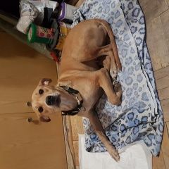 Подробнее об объявлении «Лобня Найдена собака возле станции» Фото: найдена собака  «Лобня Найдена собака возле станции» в г. Лобня