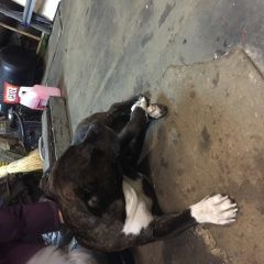 картинка найдена собака