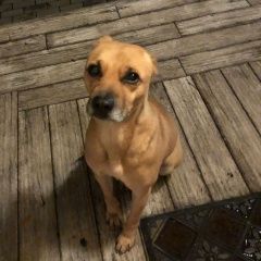 Подробнее об объявлении «Липецк Найдена собака кобель мальчик» Фото: найдена собака  «Липецк Найдена собака кобель мальчик» в г. Липецк