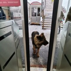 Подробнее об объявлении «Найдена собака кобель молодой кобель Видное» Фото: найдена собака Немецкая овчарка «Найдена собака кобель молодой кобель Видное» в г. Видное