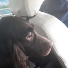 Подробнее об объявлении «Найдена собака Голицыно (Московская обл.)» Фото: найдена собака Русский охотничий спаниель «Найдена собака Голицыно (Московская обл.)» в г. Голицыно (Московская обл.)