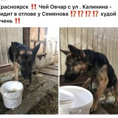 Подробнее об объявлении «Красноярск Найдена собака кобель» Фото: найдена собака Немецкая овчарка «Красноярск Найдена собака кобель» в г. Красноярск