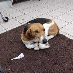 Подробнее об объявлении «Геленджик Найдена собака» Фото: найдена собака Гончая «Геленджик Найдена собака» в г. Геленджик