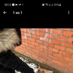 Подробнее об объявлении «Калининград (Кенигсберг) Найдена собака кобель окрас рыжий.» Фото: найдена собака  «Калининград (Кенигсберг) Найдена собака кобель...» в г. Калининград (Кенигсберг)