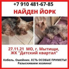 Подробнее об объявлении «Мытищи Найдена собака кобель очень ждёт хозяина» Фото: найдена собака Йоркширский терьер «Мытищи Найдена собака кобель очень ждёт хозяина» в г. Мытищи