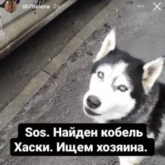 Подробнее об объявлении «Ростов-на-Дону Найдена собака кобель» Фото: найдена собака Сибирская хаски «Ростов-на-Дону Найдена собака кобель» в г. Ростов-на-Дону