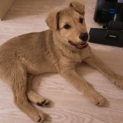 Подробнее об объявлении «Воронеж Найдена собака кобель» Фото: найдена собака  «Воронеж Найдена собака кобель» в г. Воронеж