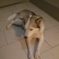 Подробнее об объявлении «Воронеж Найдена собака хаски девочка» Фото: найдена собака  «Воронеж Найдена собака хаски девочка» в г. Воронеж