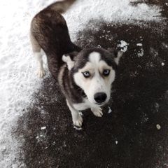 Подробнее об объявлении «Найдена собака кобель Дмитров» Фото: найдена собака Сибирская хаски «Найдена собака кобель Дмитров» в г. Дмитров