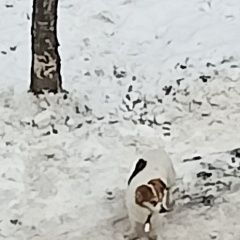 Подробнее об объявлении «Найдена собака Одинцово» Фото: найдена собака  «Найдена собака Одинцово» в г. Одинцово