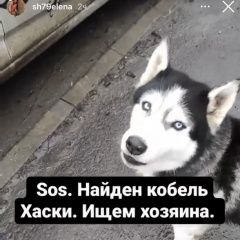 Подробнее об объявлении «Ростов-на-Дону Найдена собака кобель» Фото: найдена собака Сибирская хаски «Ростов-на-Дону Найдена собака кобель» в г. Ростов-на-Дону