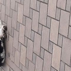 Подробнее об объявлении «Краснодар Найдена собака кобель хаски ищет своих хозяев» Фото: найдена собака  «Краснодар Найдена собака кобель хаски ищет...» в г. Краснодар