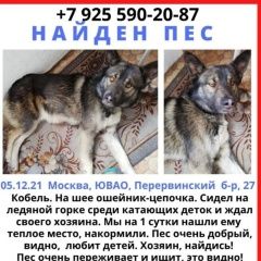 Подробнее об объявлении «Найдена собака кобель Москва» Фото: найдена собака  «Найдена собака кобель Москва» в г. Москва
