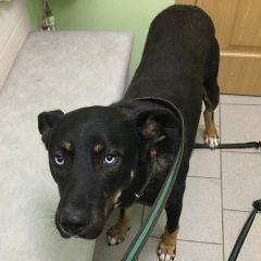 Подробнее об объявлении «Краснознаменск (Московская обл.) Найдена собака кобель» Фото: найдена собака  «Краснознаменск (Московская обл.) Найдена собака...» в г. Краснознаменск (Московская обл.)