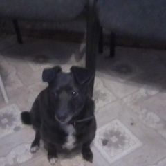 Подробнее об объявлении «Нижний Новгород Найдена собака кобель» Фото: найдена собака  «Нижний Новгород Найдена собака кобель» в г. Нижний Новгород