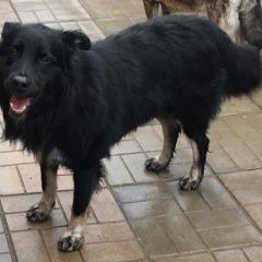 Подробнее об объявлении «Найдена собака кобель Одинцово» Фото: найдена собака  «Найдена собака кобель Одинцово» в г. Одинцово