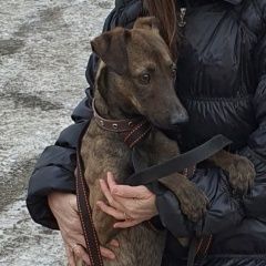 Подробнее об объявлении «Красноярск Найдена собака кобель» Фото: найдена собака  «Красноярск Найдена собака кобель» в г. Красноярск