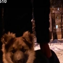 Подробнее об объявлении «Найдена собака хозяин найдись Калуга» Фото: найдена собака Немецкая овчарка «Найдена собака хозяин найдись Калуга» в г. Калуга