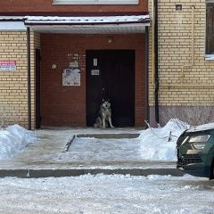 Подробнее об объявлении «Найдена собака хаска заволга Ярославль» Фото: найдена собака  «Найдена собака хаска заволга Ярославль» в г. Ярославль