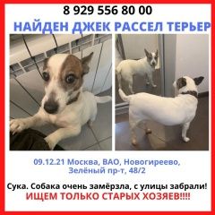 Подробнее об объявлении «Найдена собака Москва» Фото: найдена собака  «Найдена собака Москва» в г. Москва