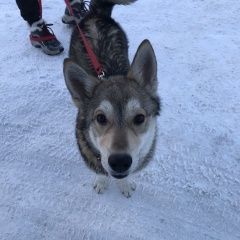 Подробнее об объявлении «Найдена собака кобель молодой пёс, район нагорный Пермь» Фото: найдена собака  «Найдена собака кобель молодой пёс, район...» в г. Пермь