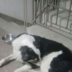 Подробнее об объявлении «Воронеж Найдена собака кобель срочно ищу хозяина» Фото: найдена собака  «Воронеж Найдена собака кобель срочно ищу хозяина» в г. Воронеж