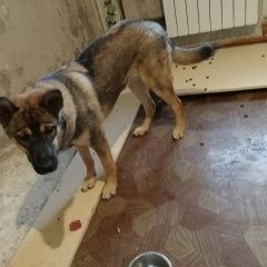 Подробнее об объявлении «Красноярск Найдена собака кобель» Фото: найдена собака  «Красноярск Найдена собака кобель» в г. Красноярск