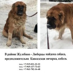 Подробнее об объявлении «Люберцы Найдена собака кобель кавказской овчарки» Фото: найдена собака Кавказская овчарка «Люберцы Найдена собака кобель кавказской овчарки» в г. Люберцы