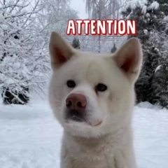 Подробнее об объявлении «Найдена собака кобель акита-ину белого цвета Химки» Фото: найдена собака Акита-ину «Найдена собака кобель акита-ину белого цвета Химки» в г. Химки