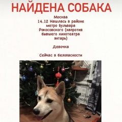 Подробнее об объявлении «Найдена собака Москва» Фото: найдена собака  «Найдена собака Москва» в г. Москва