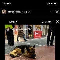 Подробнее об объявлении «Волгоград Найдена собака кобель» Фото: найдена собака Немецкая овчарка «Волгоград Найдена собака кобель» в г. Волгоград