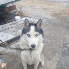 Подробнее об объявлении «Липецк Найдена собака кобель хаски» Фото: найдена собака  «Липецк Найдена собака кобель хаски» в г. Липецк