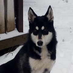 Подробнее об объявлении «Найдена собака Лакинск» Фото: найдена собака  «Найдена собака Лакинск» в г. Лакинск