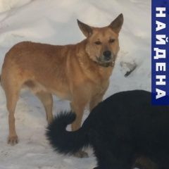 Подробнее об объявлении «Челябинск Найдена собака кобель пес» Фото: найдена собака  «Челябинск Найдена собака кобель пес» в г. Челябинск