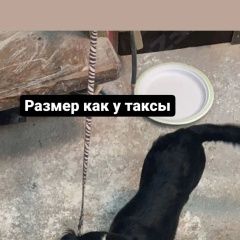 Подробнее об объявлении «Найдена собака Санкт-Петербург» Фото: найдена собака  «Найдена собака Санкт-Петербург» в г. Санкт-Петербург